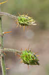 Sticky nightshade